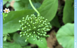 人参花蕾能祛痘吗？
