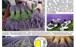 单方薰衣草精油祛痘印真的有效吗？