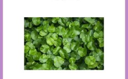 祛痘植物真的安全无副作用吗？