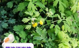 黄连绿豆祛痘，谁更有效？