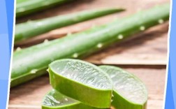 生芦荟擦脸真能祛痘吗？