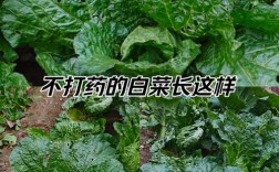 大白菜叶祛痘真有效？原理是什么？