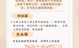 护肤品真能渗入真皮层吗？