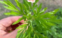 艾草洗脸真能祛痘吗？