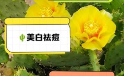 仙人掌祛痘真的有效吗？