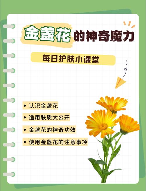 玫瑰金盏花真的能祛痘吗？-图2