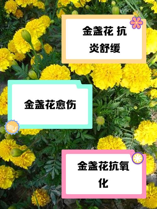 玫瑰金盏花真的能祛痘吗？-图1