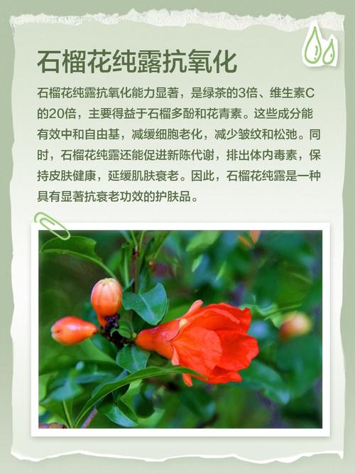 红石榴护肤品到底有什么功效与作用？-图2