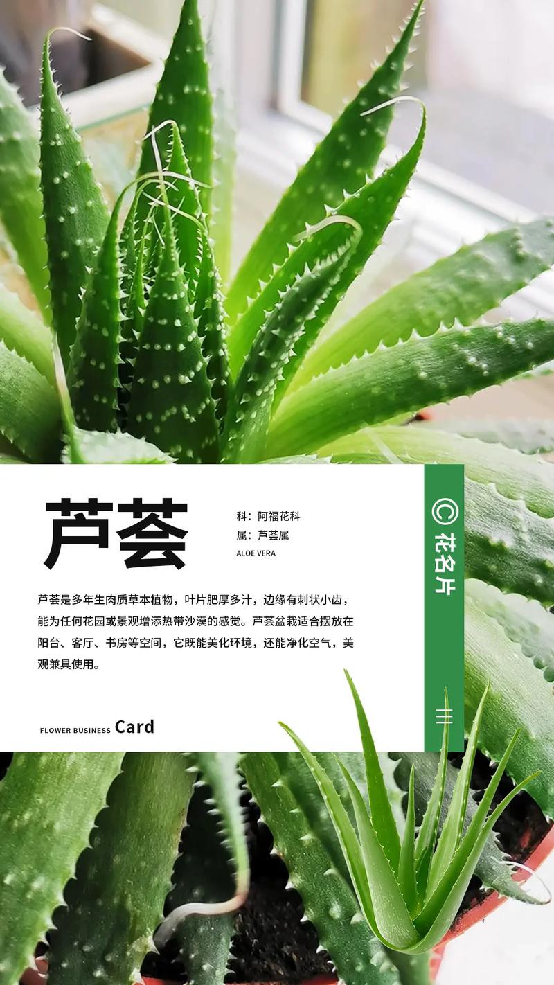 生芦荟叶子能直接祛痘吗？-图2