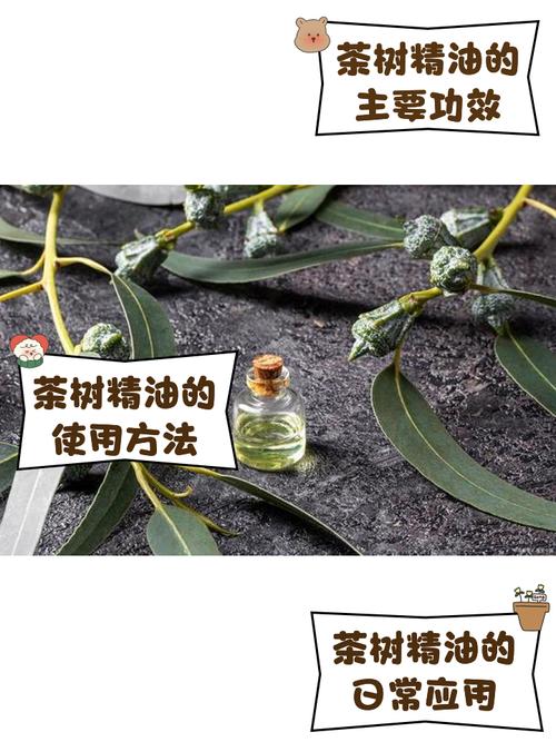 茶树精油祛痘怎么用才有效？-图3