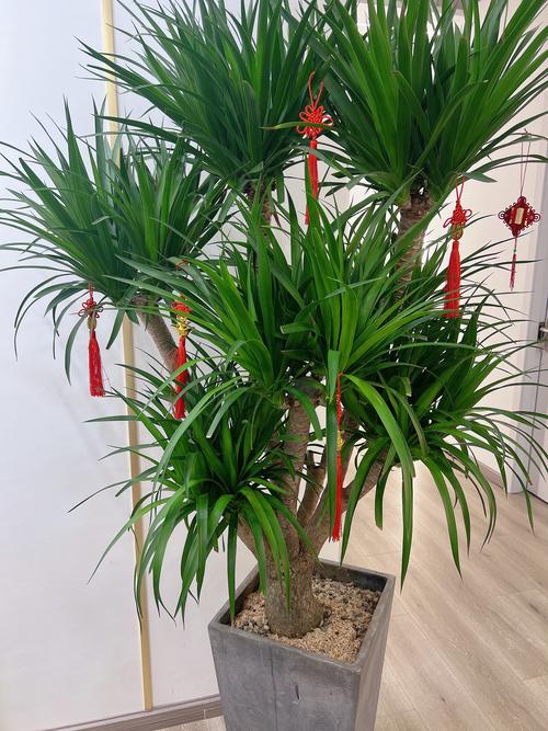 哪种植物祛痘效果最好？-图3