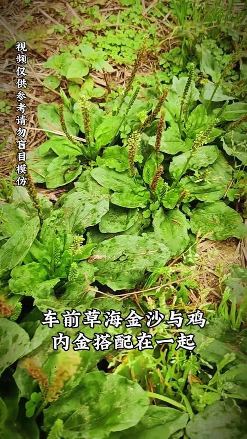 蒲公英面膜祛痘效果真的好吗？-图2