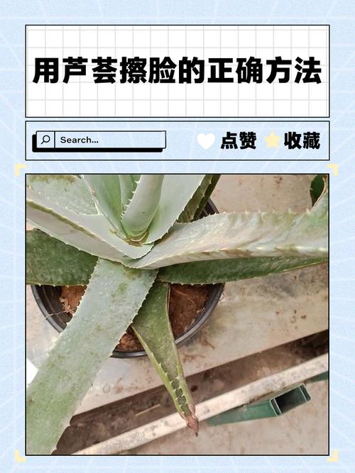 芦真能祛痘吗？视频里说的靠谱吗？-图1