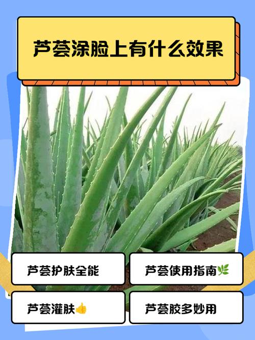 哪种芦荟能消炎祛痘？-图2