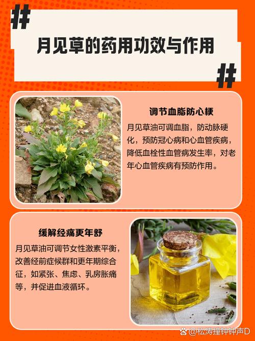 月见草真的能祛痘吗?-图2 月见草真的能祛痘吗?-图2