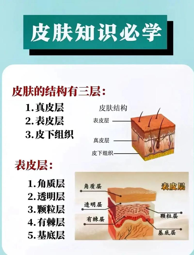 护肤品真能渗入真皮层吗？-图2