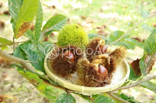 自然乐园栗子AC祛痘效果怎么样？-图3