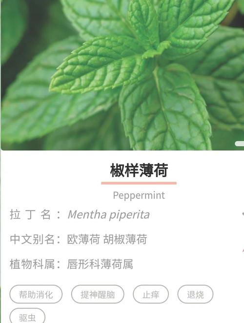 薄荷在护肤品中的作用-图3 薄荷在护肤品中的作用-图3