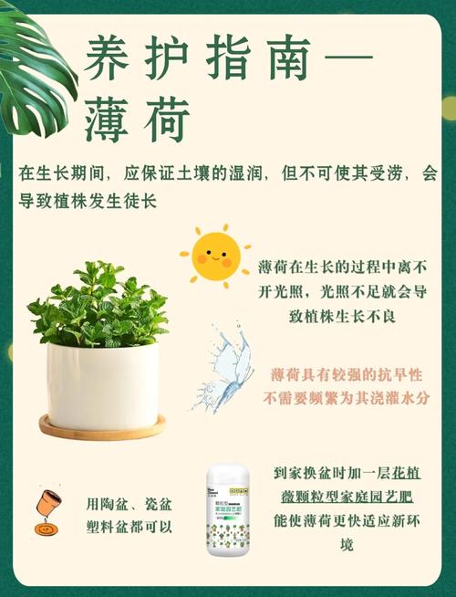 薄荷在护肤品中的作用-图2 薄荷在护肤品中的作用-图2