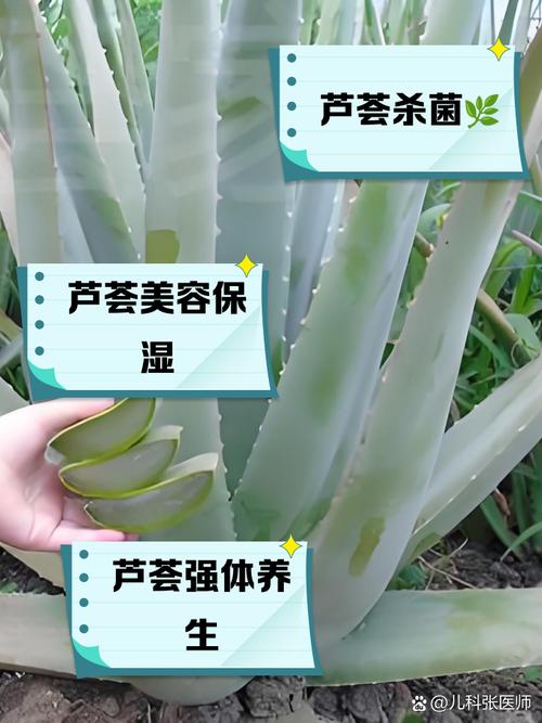 芦真能祛痘祛痘印吗？-图3