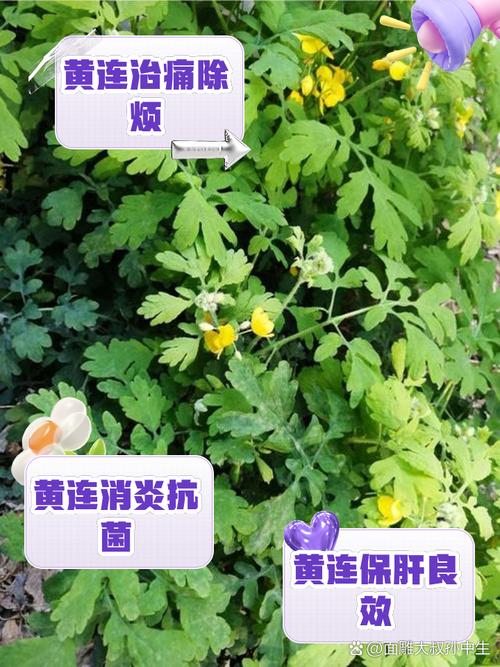 黄连绿豆祛痘，谁更有效？-图1