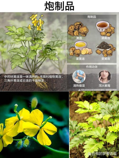 黄连绿豆祛痘，谁更有效？-图2