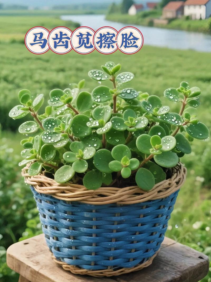 马齿苋草汁祛痘真的有效吗？-图1