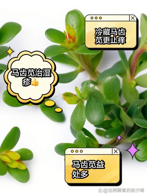 马齿苋草汁祛痘真的有效吗？-图2