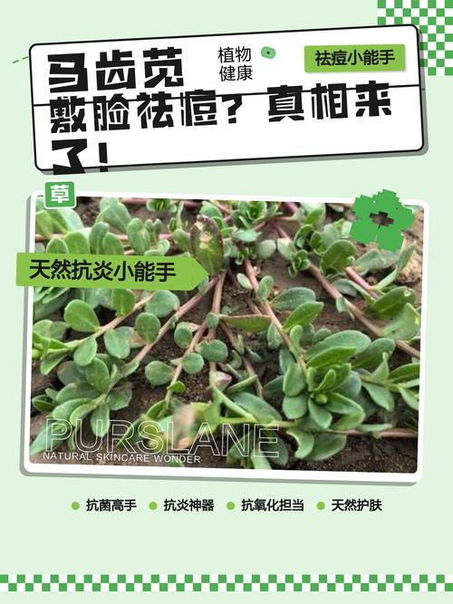 马齿苋草汁祛痘真的有效吗？-图3
