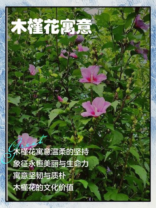 木槿花护肤功效具体有哪些？-图2