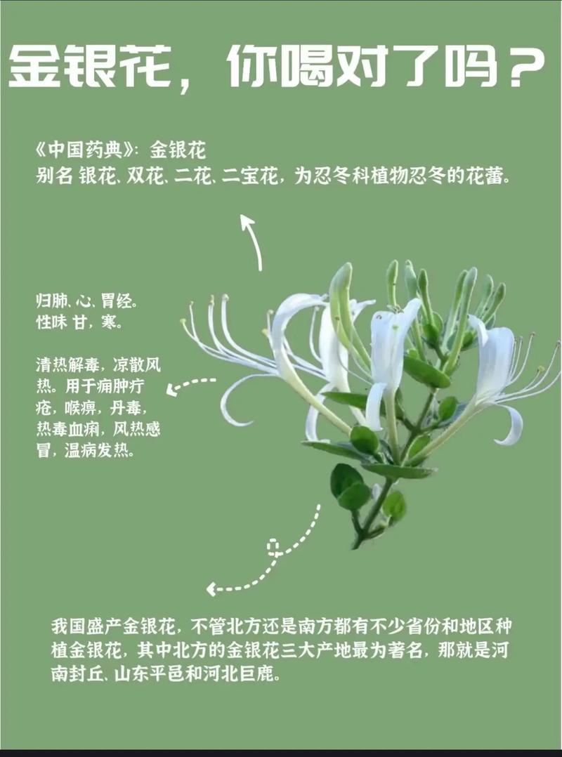 金银花护肤功效和作用具体有哪些？-图1