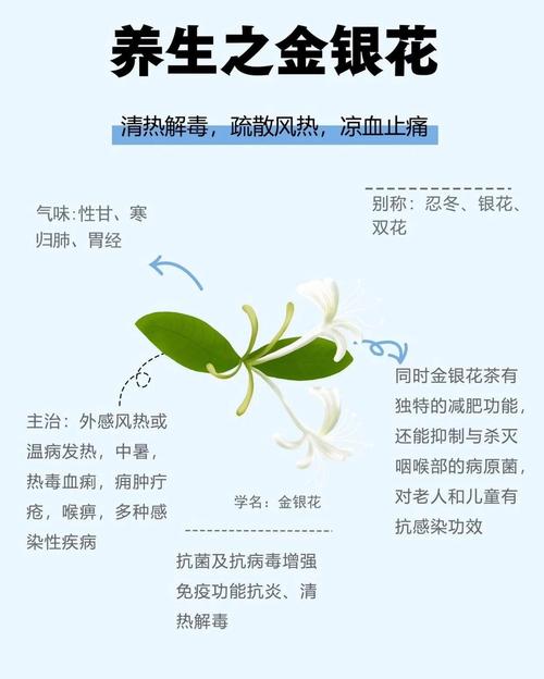 金银花护肤功效和作用具体有哪些？-图2