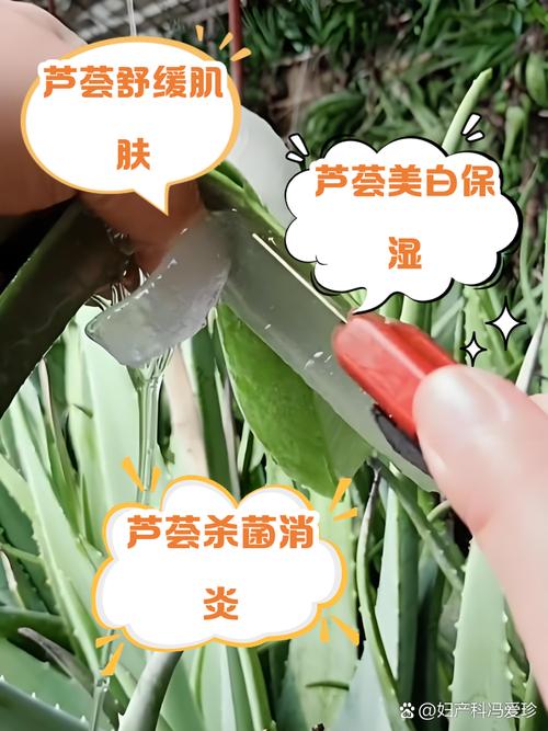 芦荟真的能祛痘印吗？-图2