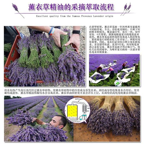 单方薰衣草精油祛痘印真的有效吗？-图1