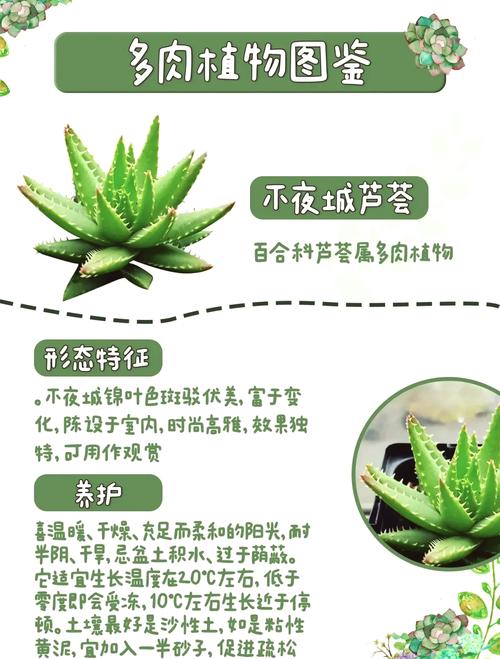 新鲜芦祛痘怎么用才有效?-图2 新鲜芦祛痘怎么用才有效?-图2