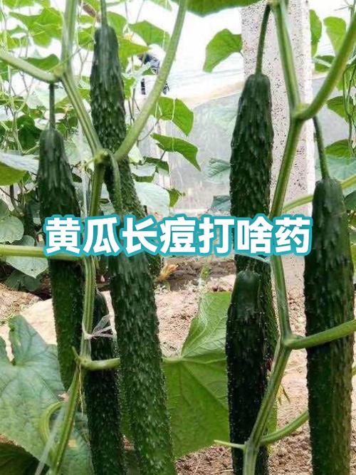 黄瓜敷脸真能祛痘吗？-图2