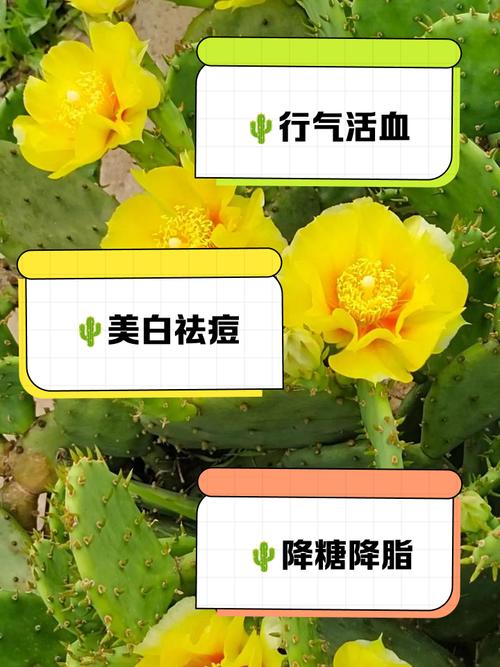 仙人掌祛痘真的有效吗？-图1