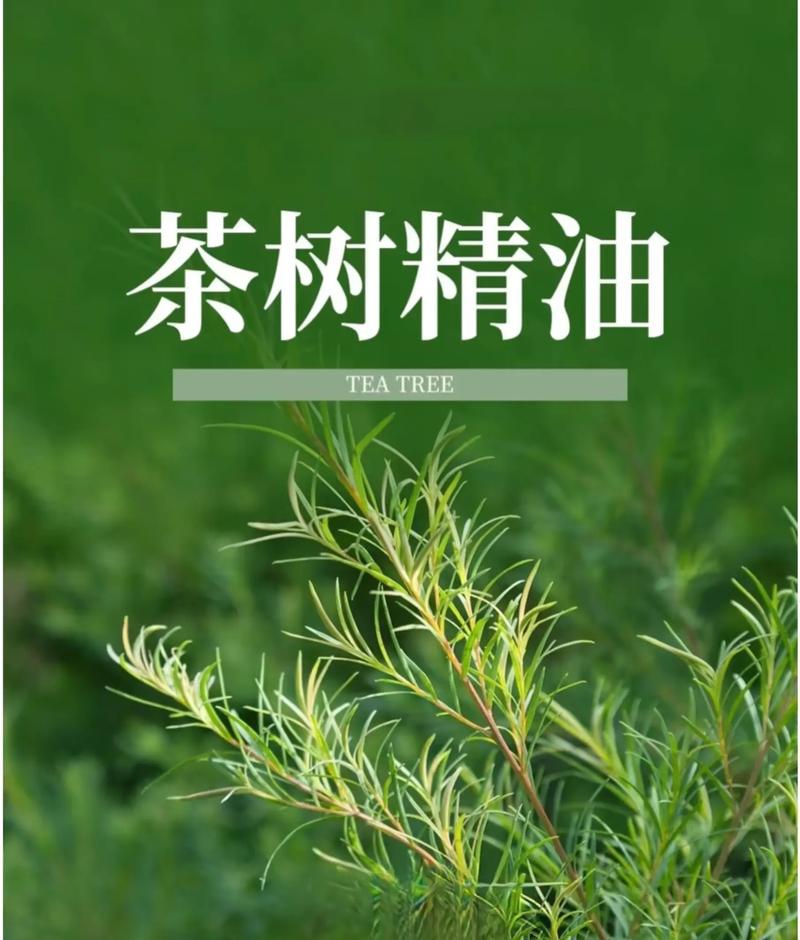 茶树精油祛痘真有那么神吗？-图1